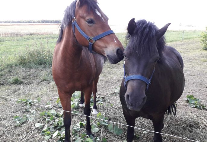 Amiga & Puschel