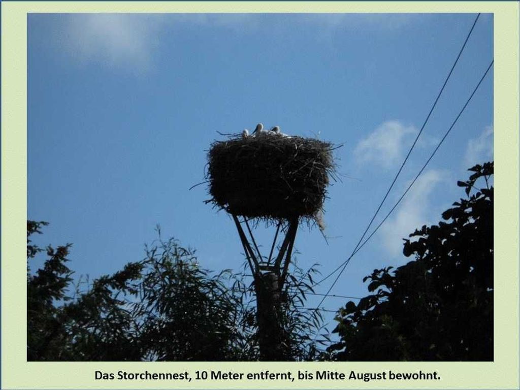 Das Storchennest ist 10 Meter vom Grundstück entfernt und bis Mitte August gebucht