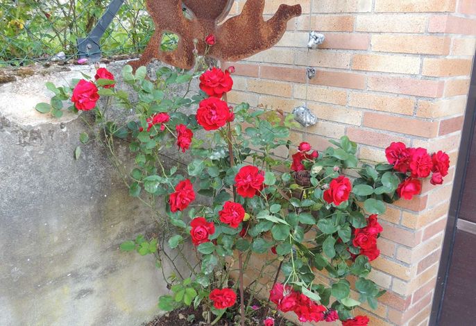 Bild 17