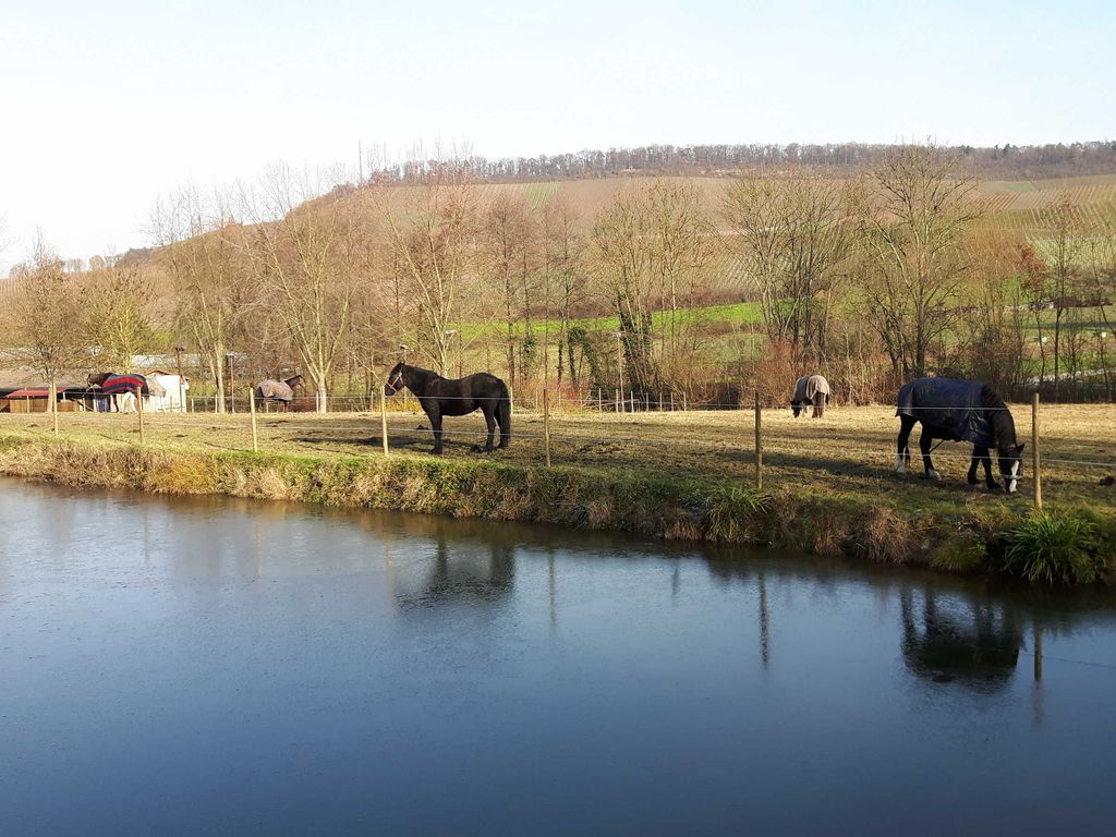 Pferdekoppel am Mühlsee neben dem Haus