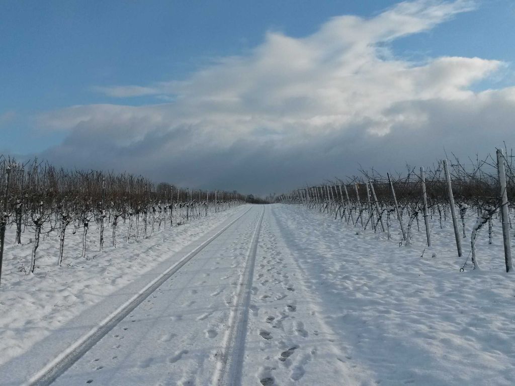 Ein Spaziergang durch die Weinberge lohnt sich auch im Winter