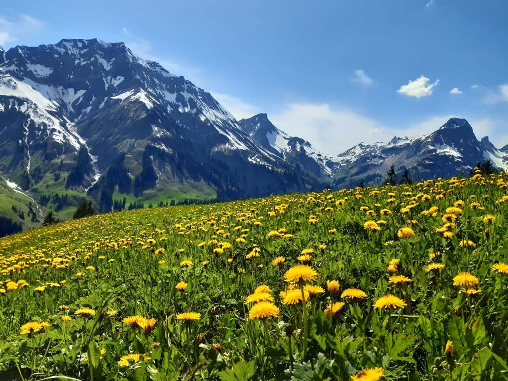 Frühling in den Bergen