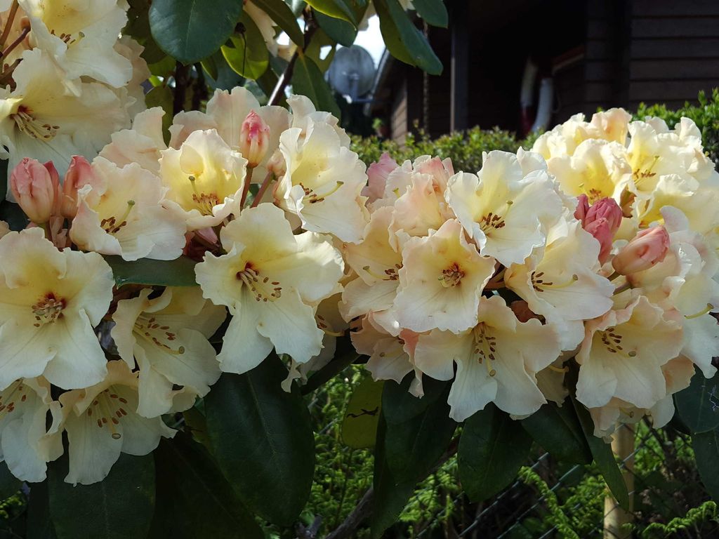 Unser Garten mit seinen Blumen und Blüten