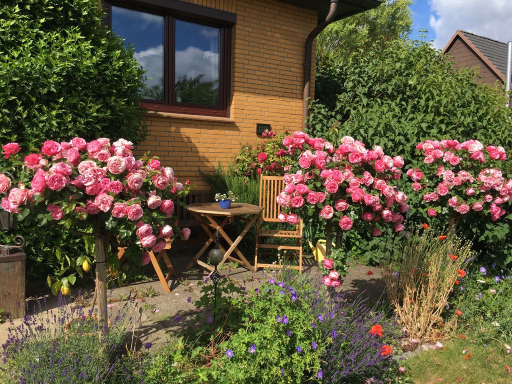 Rosenstöcke an der Gästeterrasse