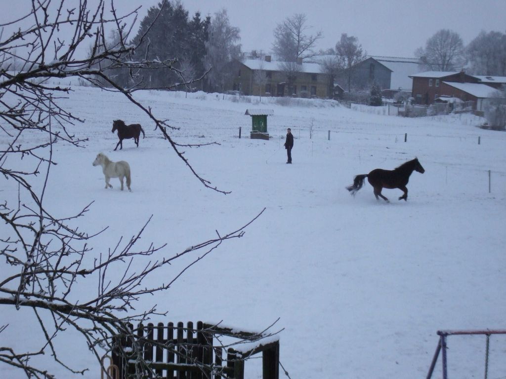Pferde im Winter auf dem Ferienhof Truelsen