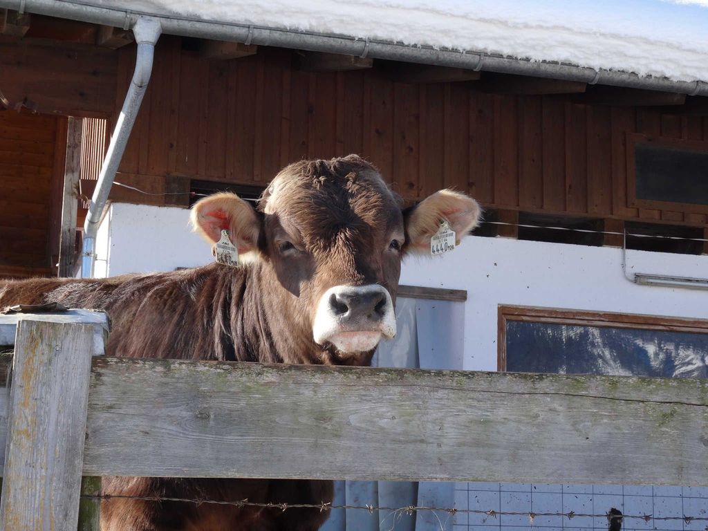Kühe genießen die Sonne