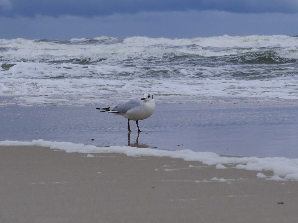 Herbst am Strand von Baabe