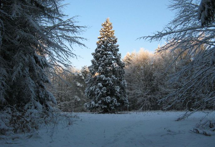 Bild 11