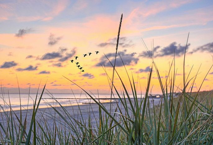 Strandläufer