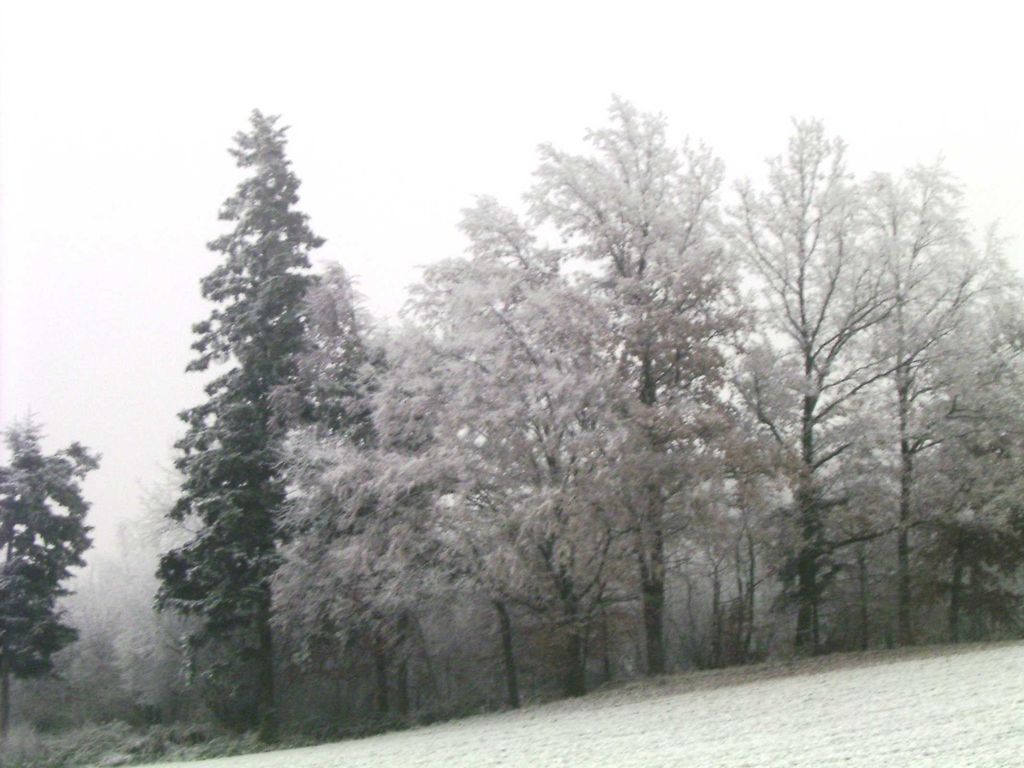 Winterwald, von der Wohung aus gesehen