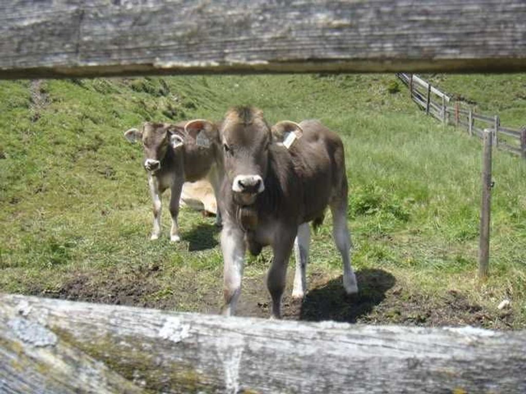 Lippenhof Kälber