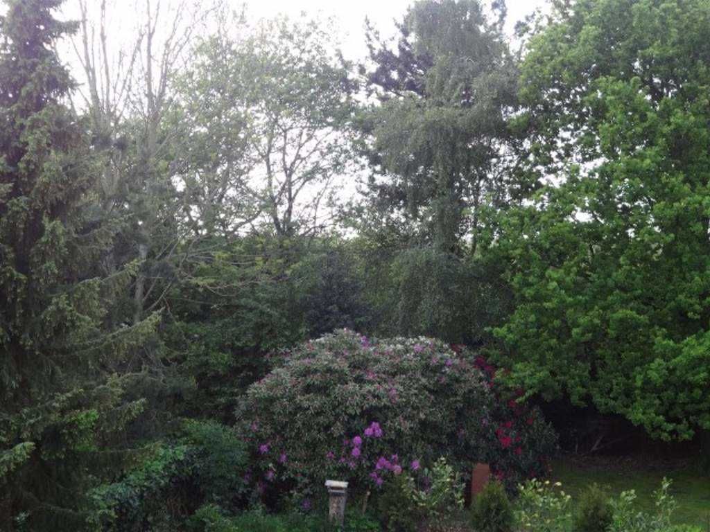 Blick in den Garten