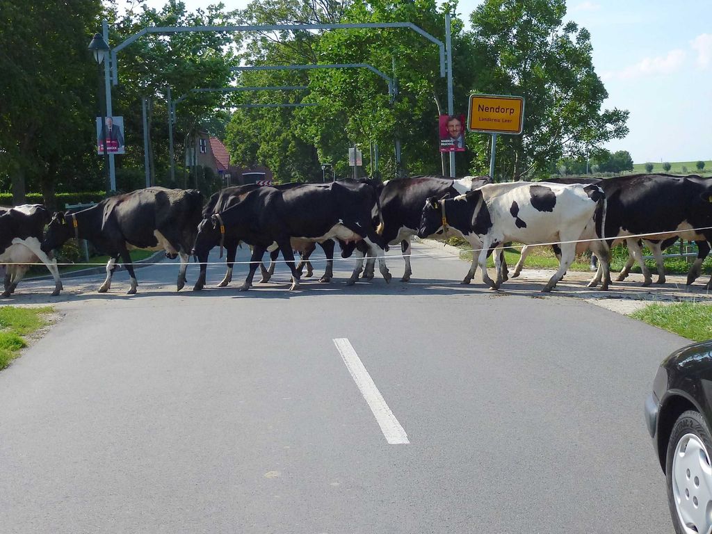 Kühe