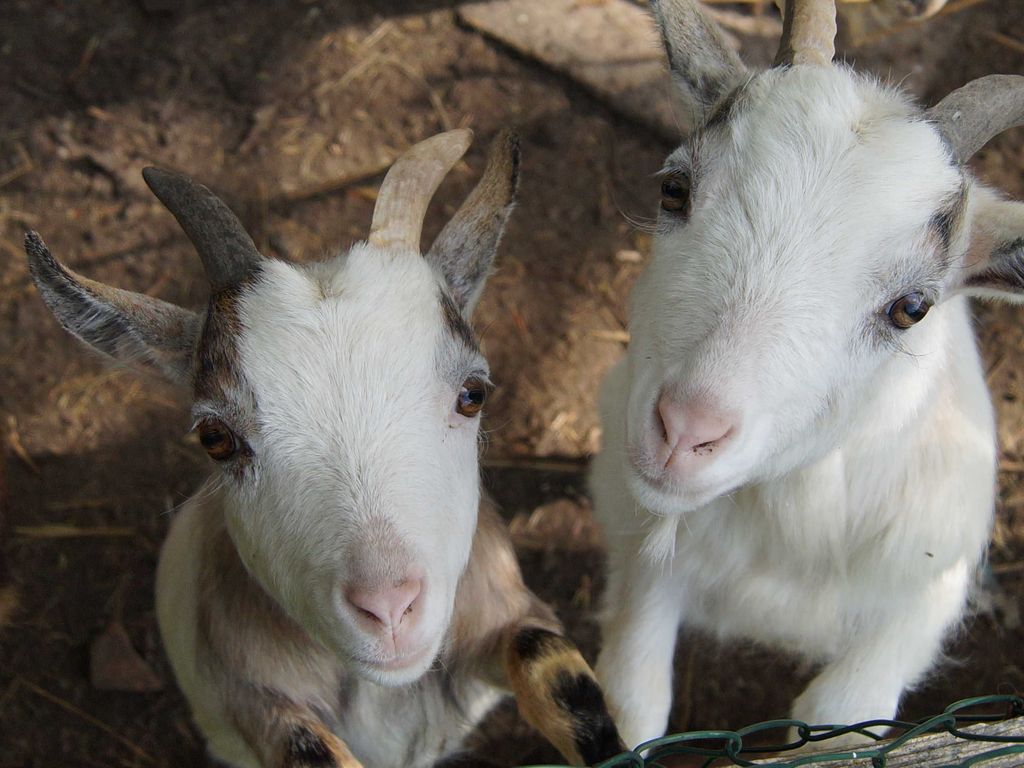 Viele Tiere sind Hofbewohner.