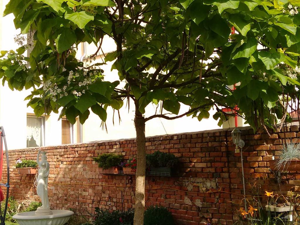 der Trompetenbaum spendet herrlichen Schatten