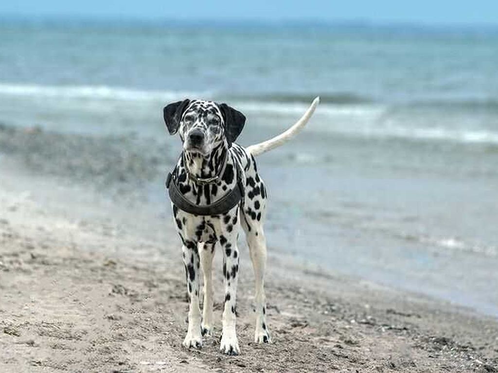 Hundestrand