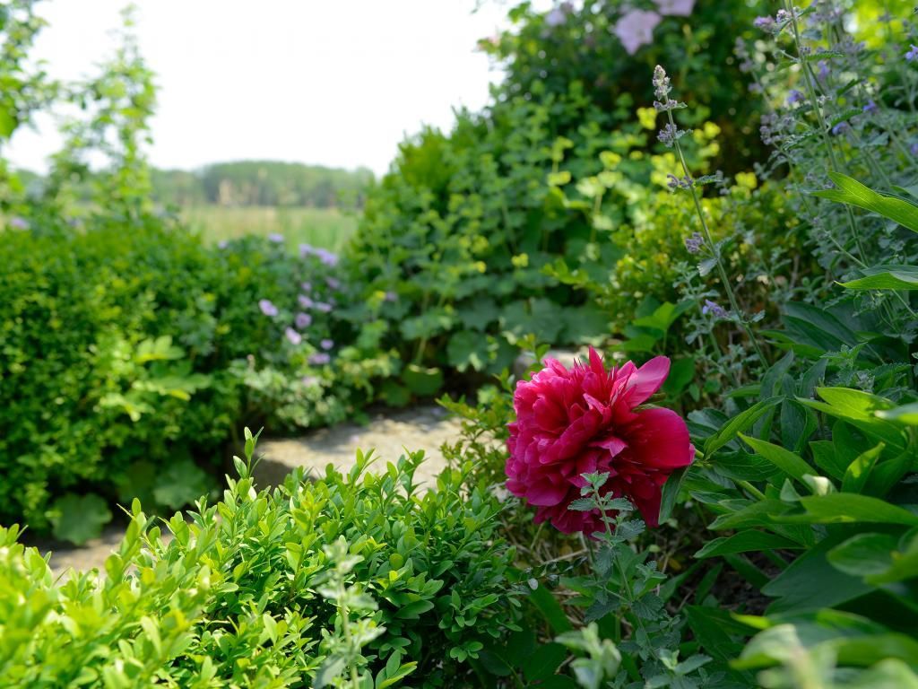 Wildrose - Idylle rund um das Haus