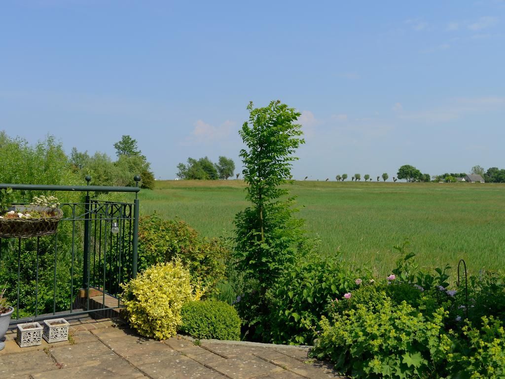 Wildrose - Blick auf die Terrasse