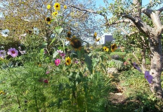 Blick in den Garten