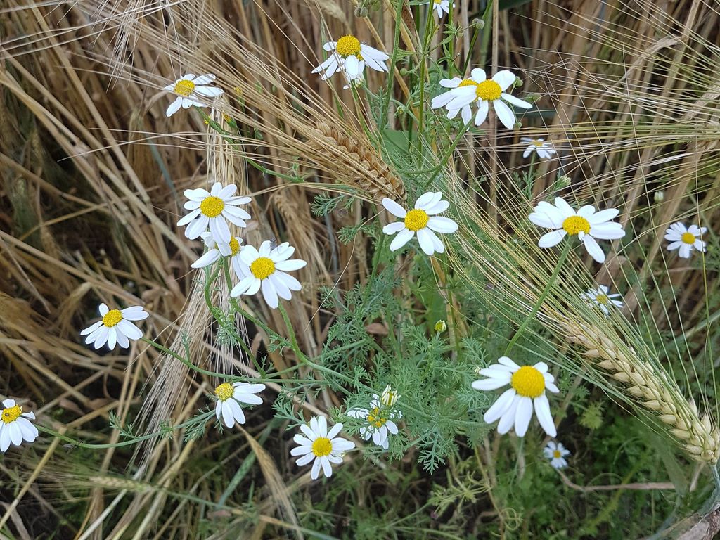 Blumen