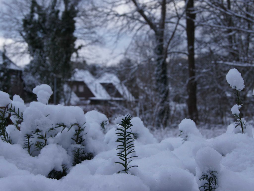 Die Hecke vor der Haustür