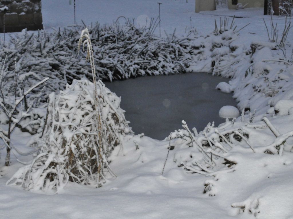 Unser Gartenteich